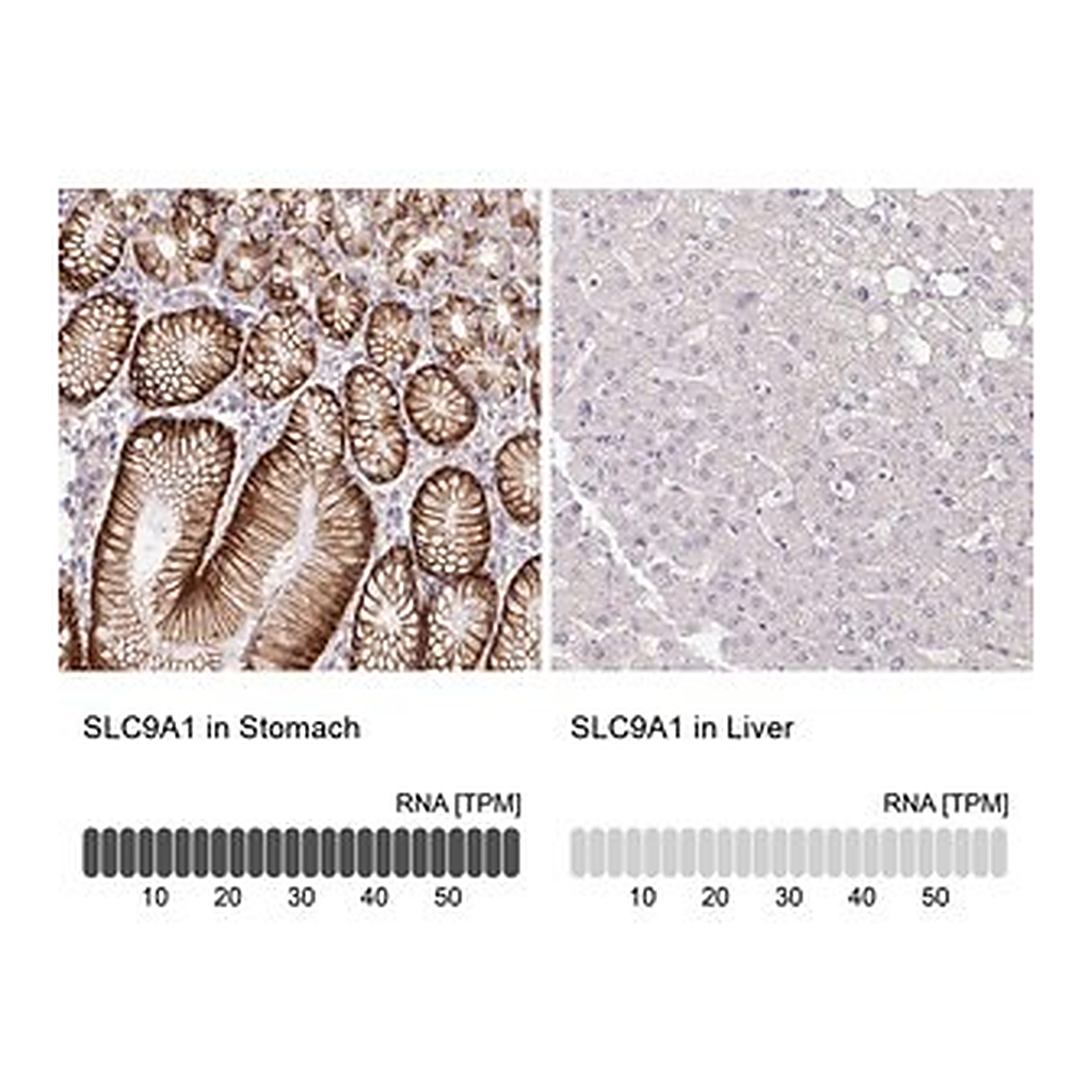 Merck Anti-SLC9A1 antibody produced in rabbit