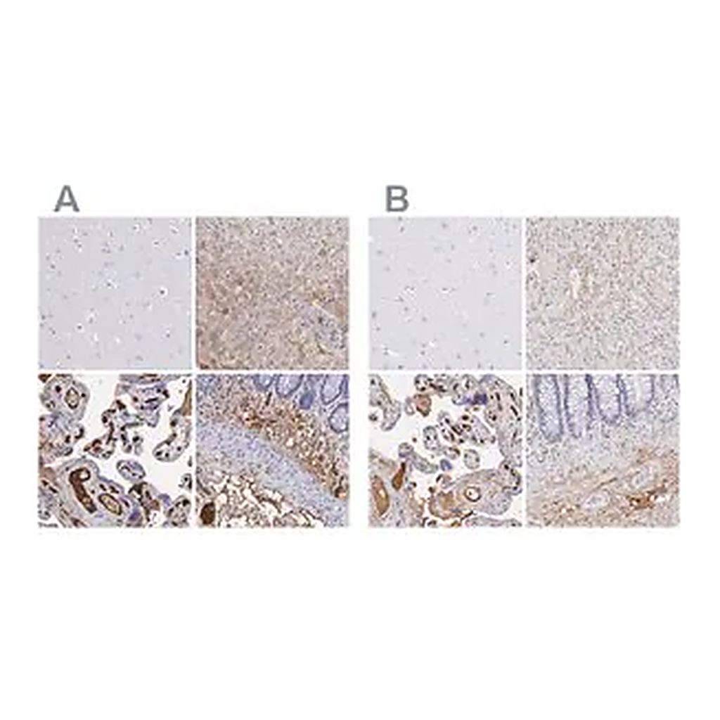 Merck Anti-FGB antibody produced in rabbit