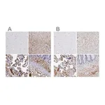 Merck Anti-FGB antibody produced in rabbit