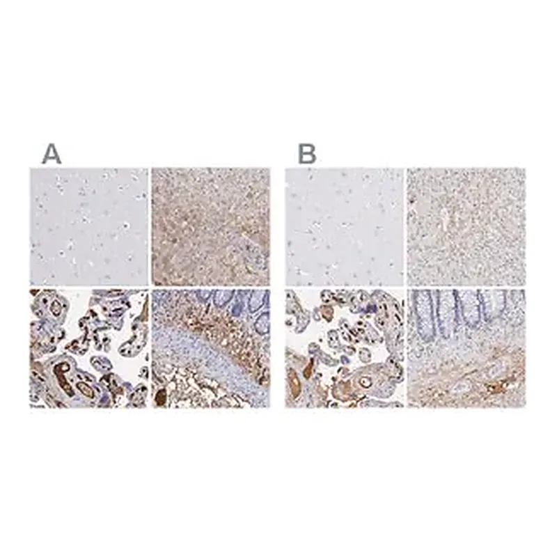 Merck Anti-FGB antibody produced in rabbit