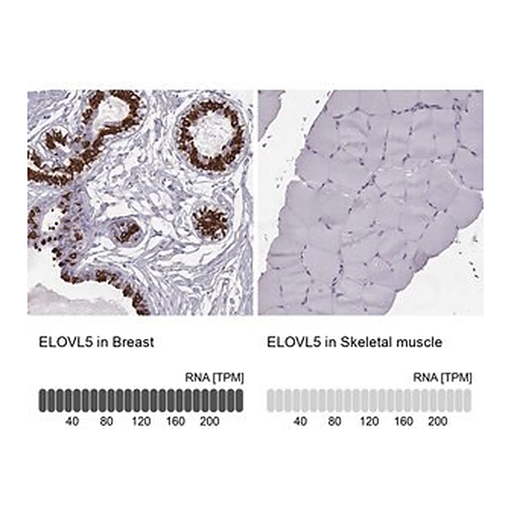 Merck Anti-ELOVL5 antibody produced in rabbit