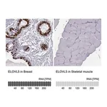 Merck Anti-ELOVL5 antibody produced in rabbit