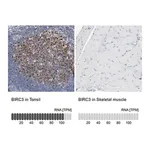 Merck Anti-BIRC3 antibody produced in rabbit
