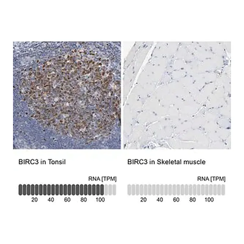 Merck Anti-BIRC3 antibody produced in rabbit