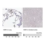 Merck Anti-MSR1 antibody produced in rabbit