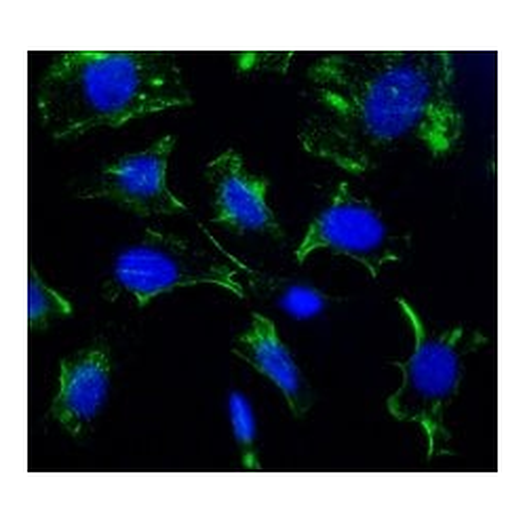 Merck Monoclonal Anti-Caveolin-1 antibody produced in mouse