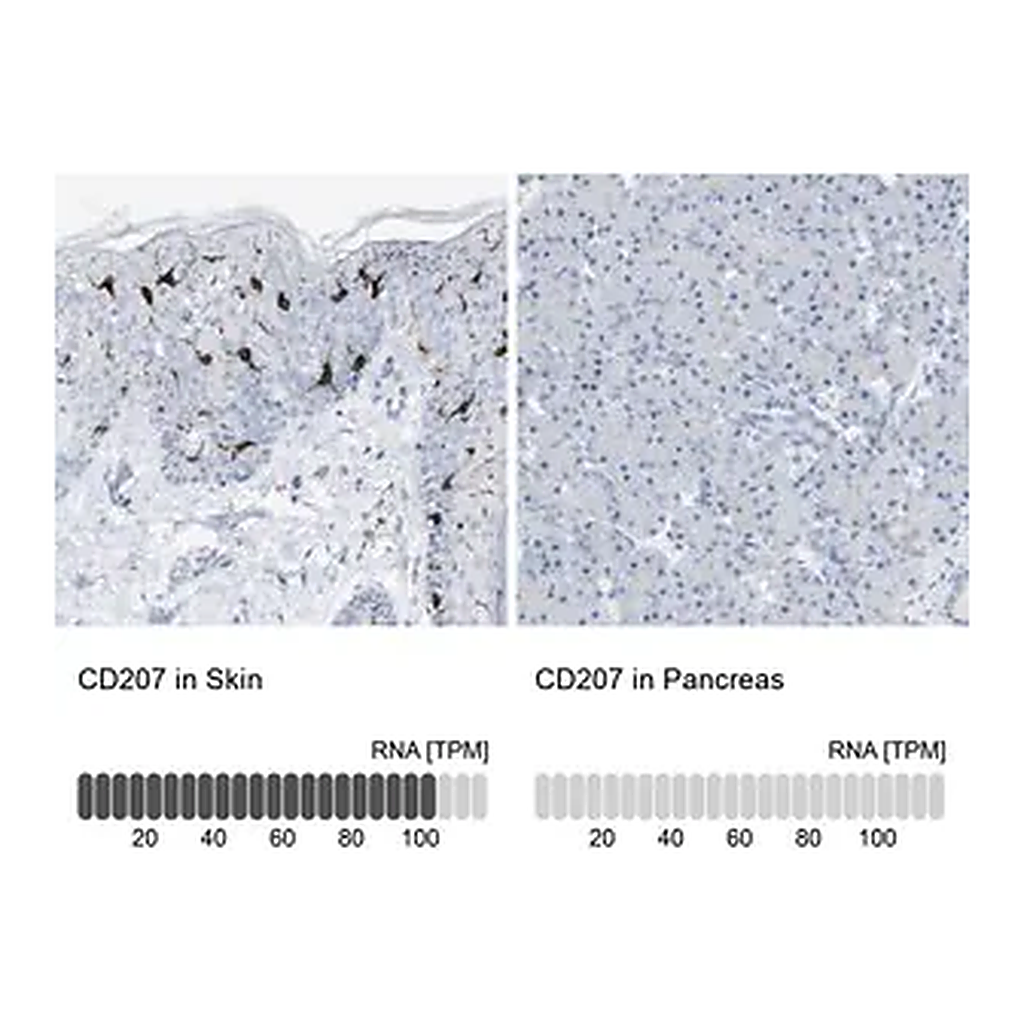Merck Anti-CD207 antibody produced in rabbit