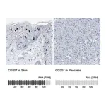 Merck Anti-CD207 antibody produced in rabbit