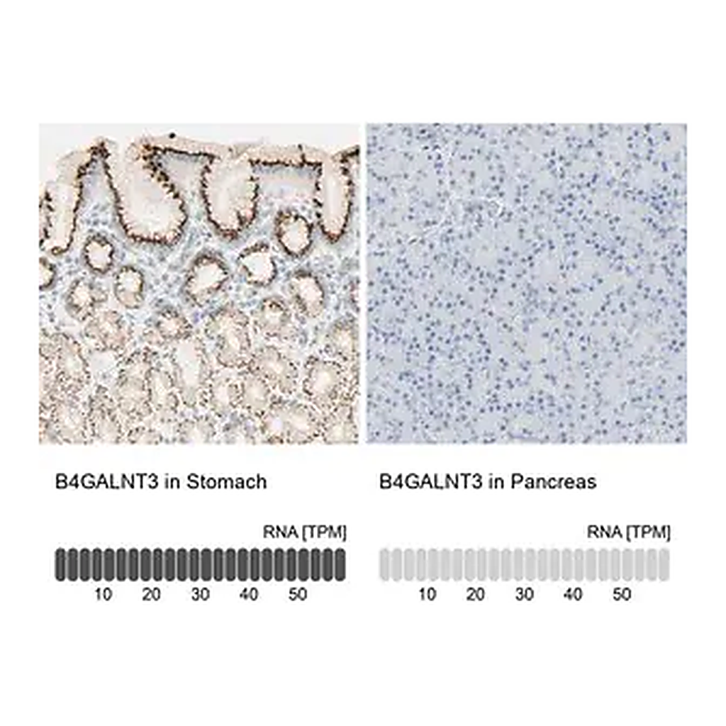 Merck Anti-B4GALNT3 antibody produced in rabbit