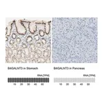 Merck Anti-B4GALNT3 antibody produced in rabbit
