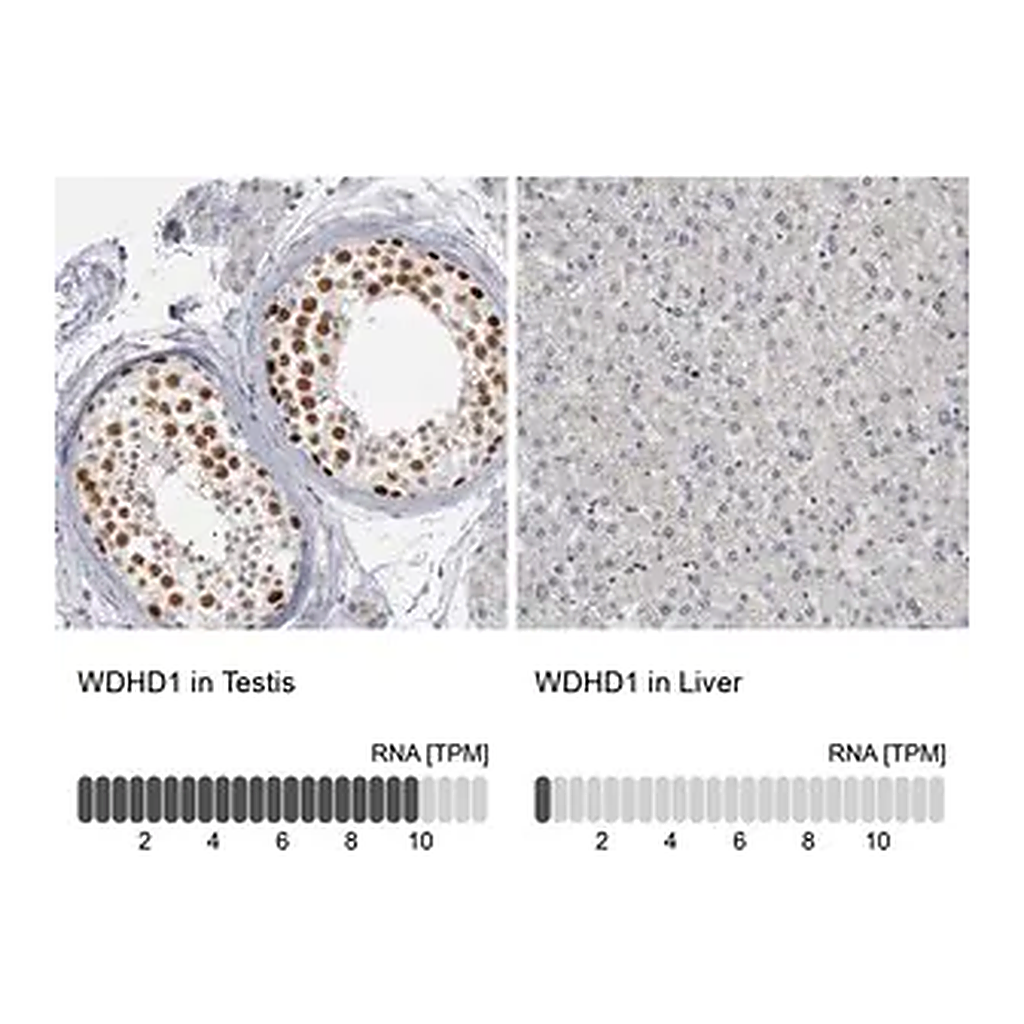 Merck Anti-WDHD1 antibody produced in rabbit