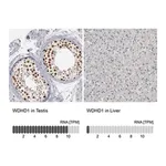 Merck Anti-WDHD1 antibody produced in rabbit