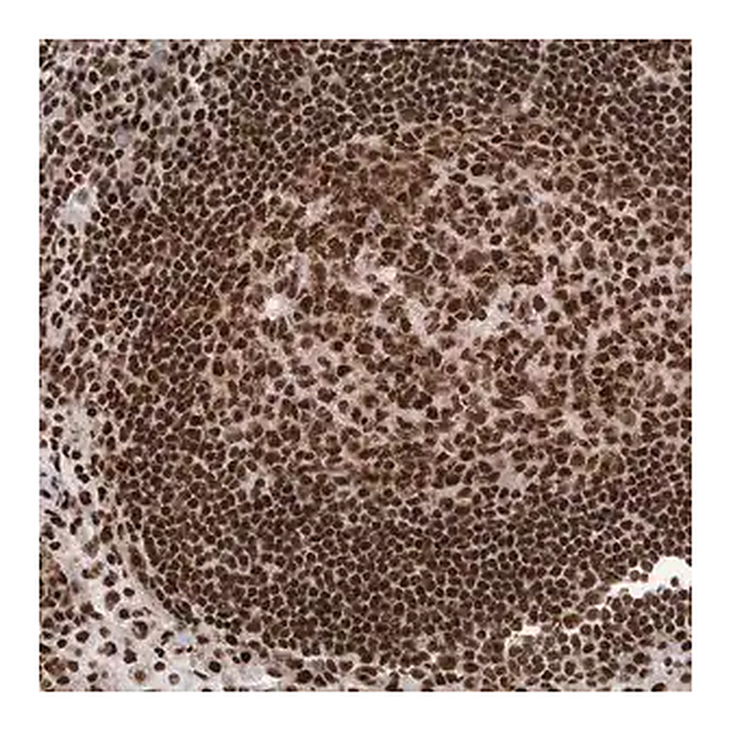Merck Anti-DNMT3A antibody produced in rabbit