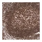 Merck Anti-DNMT3A antibody produced in rabbit