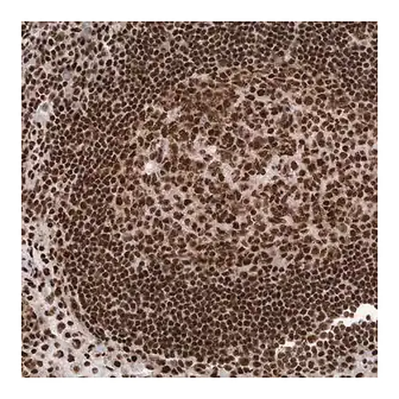 Merck Anti-DNMT3A antibody produced in rabbit