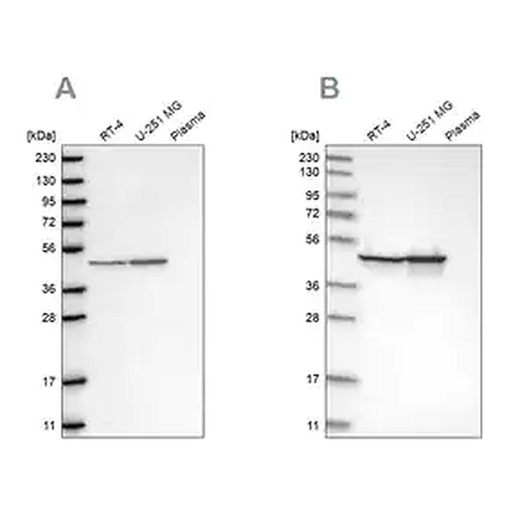 Merck Anti-FH antibody produced in rabbit
