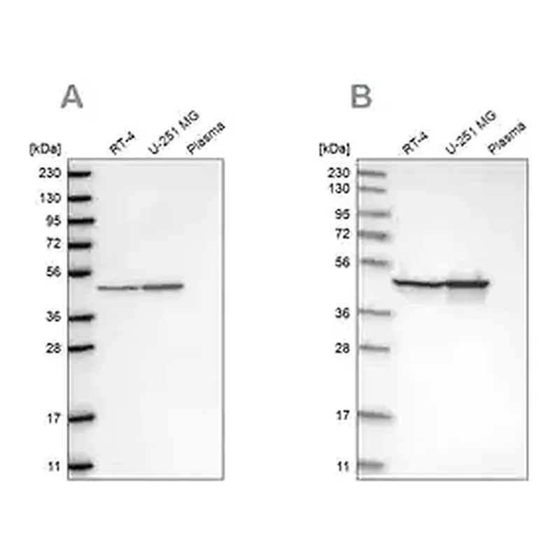 Merck Anti-FH antibody produced in rabbit