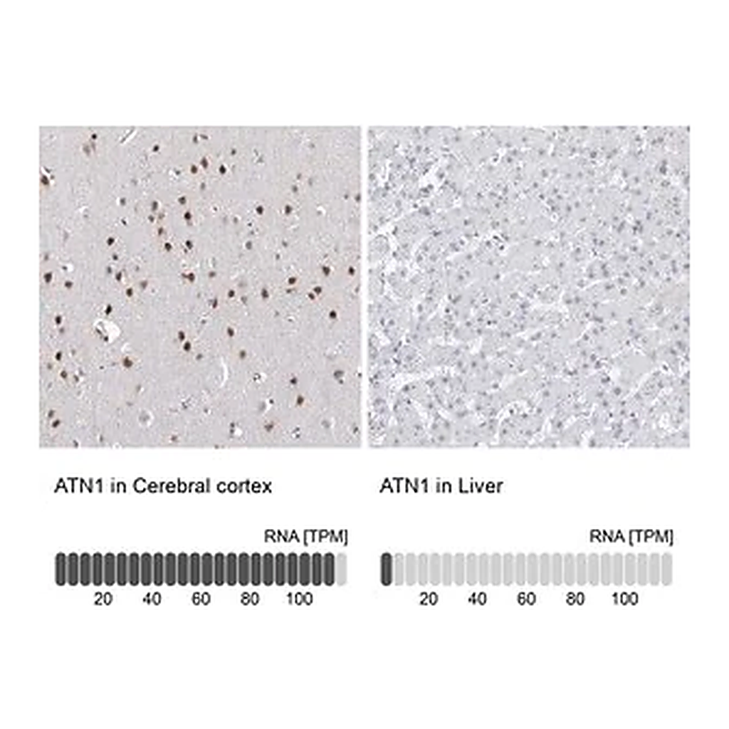 Merck Anti-ATN1 antibody produced in rabbit
