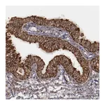 Merck Anti-ERLIN2 antibody produced in rabbit