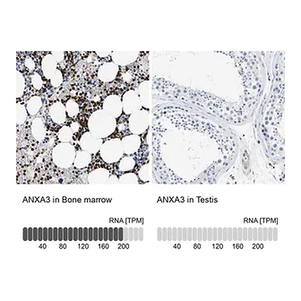 Merck Anti-ANXA3 antibody produced in rabbit