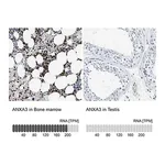 Merck Anti-ANXA3 antibody produced in rabbit