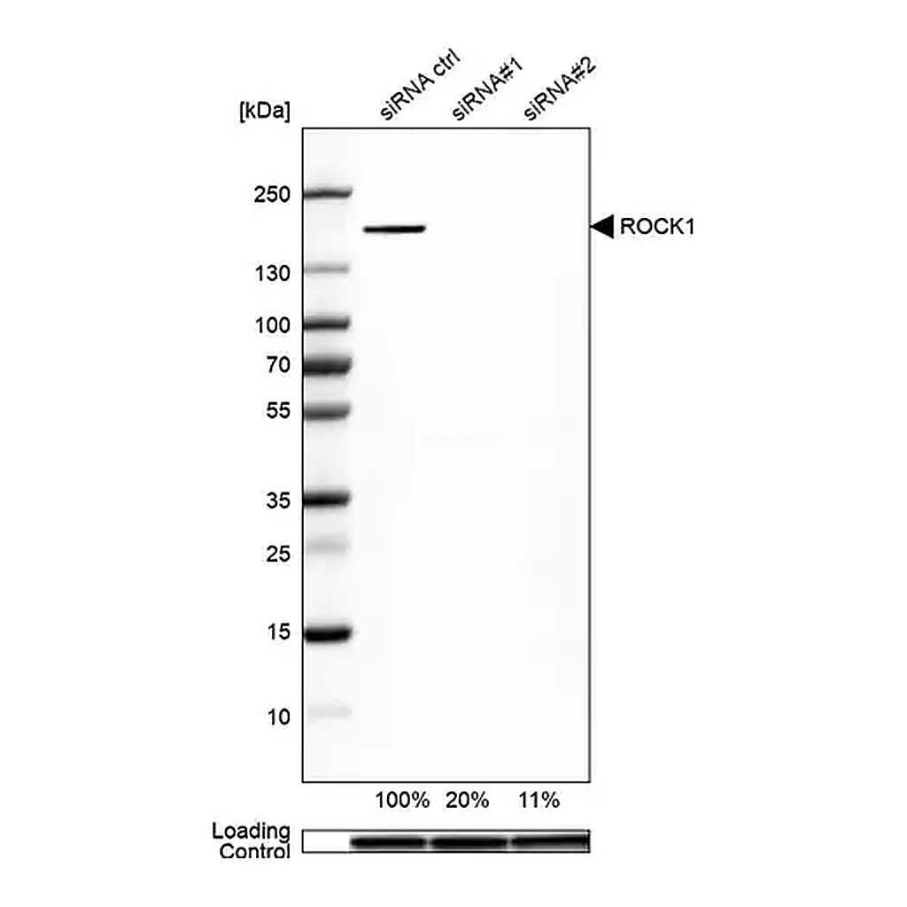 Merck Anti-ROCK1 antibody produced in rabbit