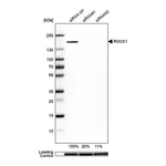 Merck Anti-ROCK1 antibody produced in rabbit