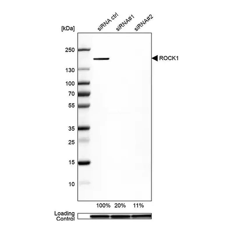 Merck Anti-ROCK1 antibody produced in rabbit