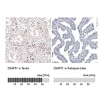 Merck Anti-DMRT1 antibody produced in rabbit