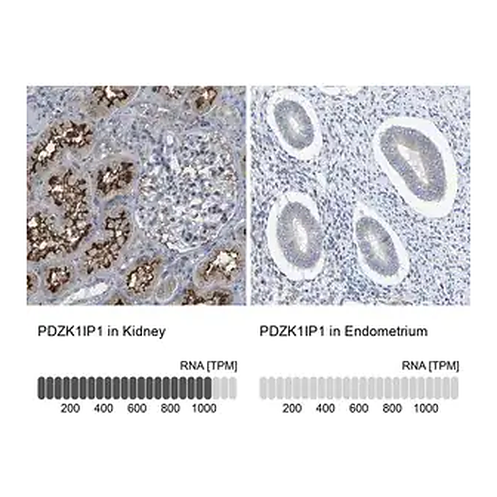 Merck Anti-PDZK1IP1 antibody produced in rabbit