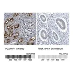 Merck Anti-PDZK1IP1 antibody produced in rabbit