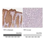 Merck Anti-TFF1 antibody produced in rabbit