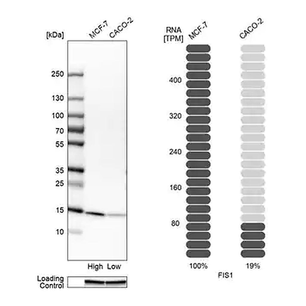 Merck Anti-FIS1 antibody produced in rabbit