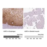 Merck Anti-AQP3 antibody produced in rabbit