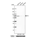 Merck Anti-ATIC antibody produced in rabbit