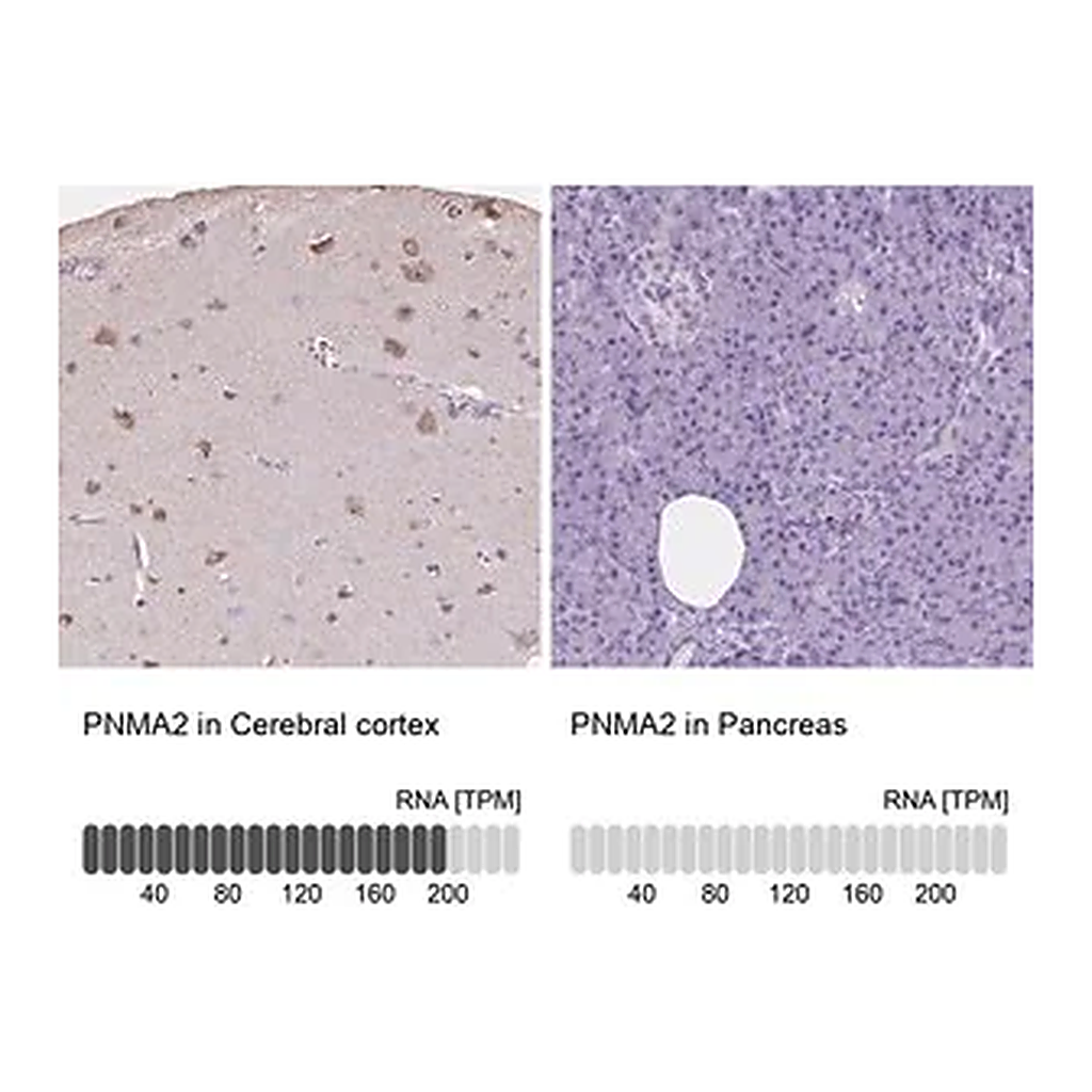 Merck Anti-PNMA2 antibody produced in rabbit