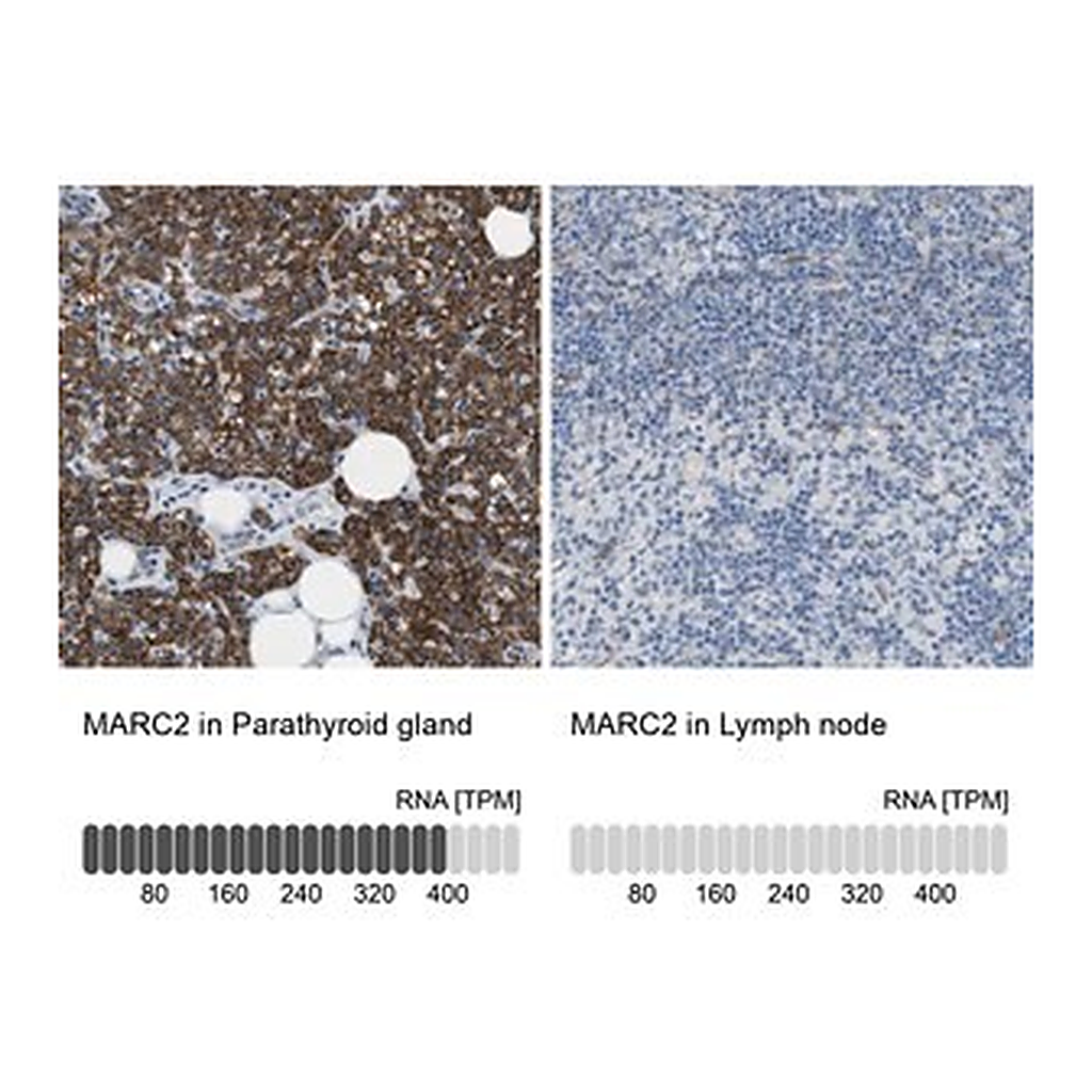 Merck Anti-MARC2 antibody produced in rabbit