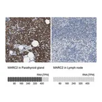 Merck Anti-MARC2 antibody produced in rabbit