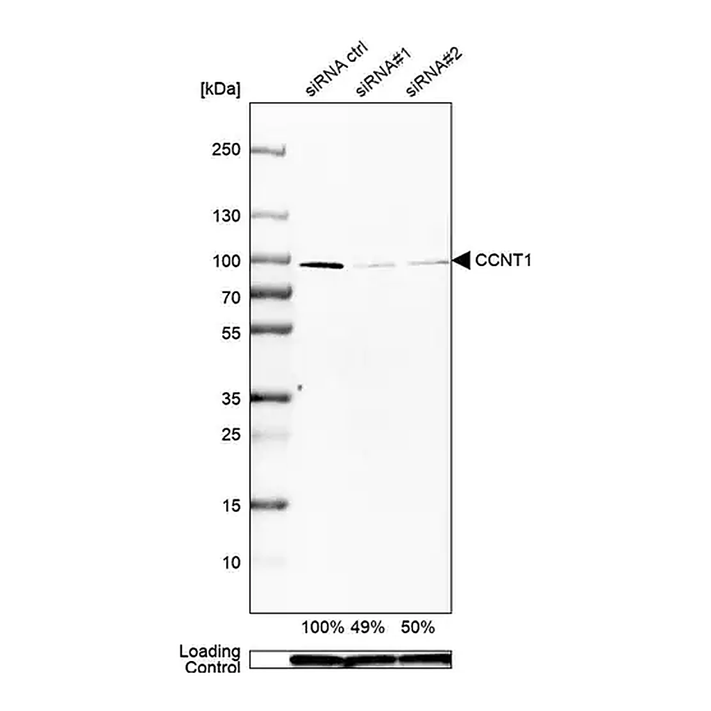 Merck Anti-CCNT1 antibody produced in rabbit