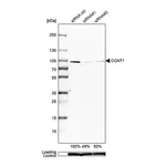 Merck Anti-CCNT1 antibody produced in rabbit
