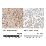Merck Anti-MAG antibody produced in rabbit