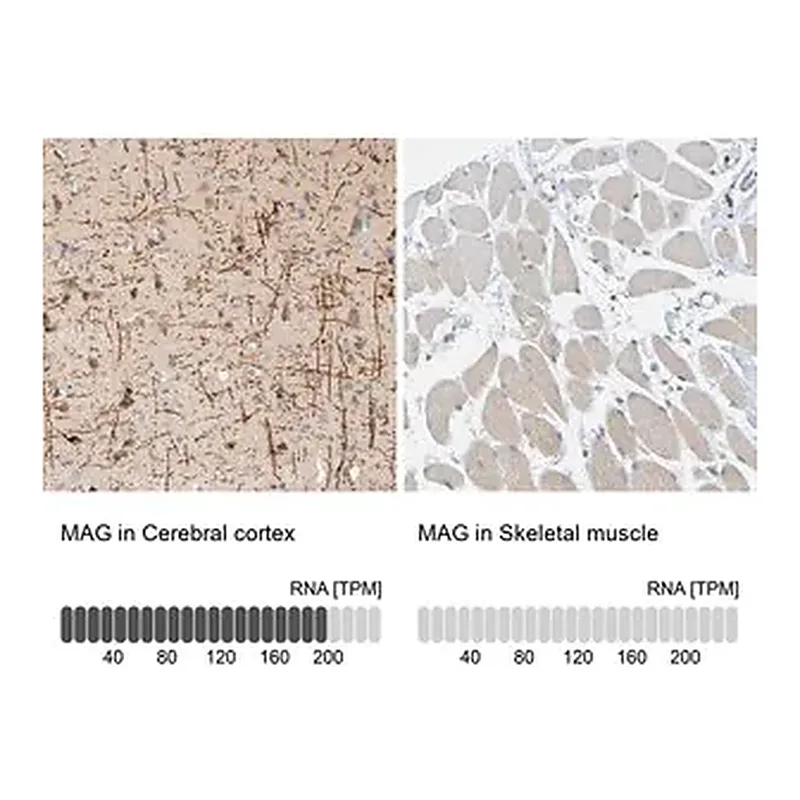 Merck Anti-MAG antibody produced in rabbit