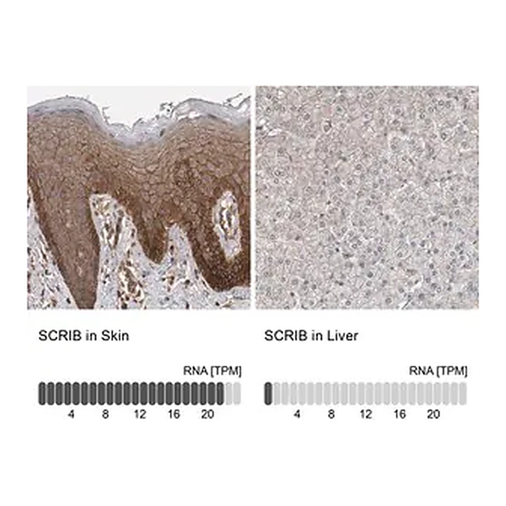 Merck Anti-SCRIB antibody produced in rabbit