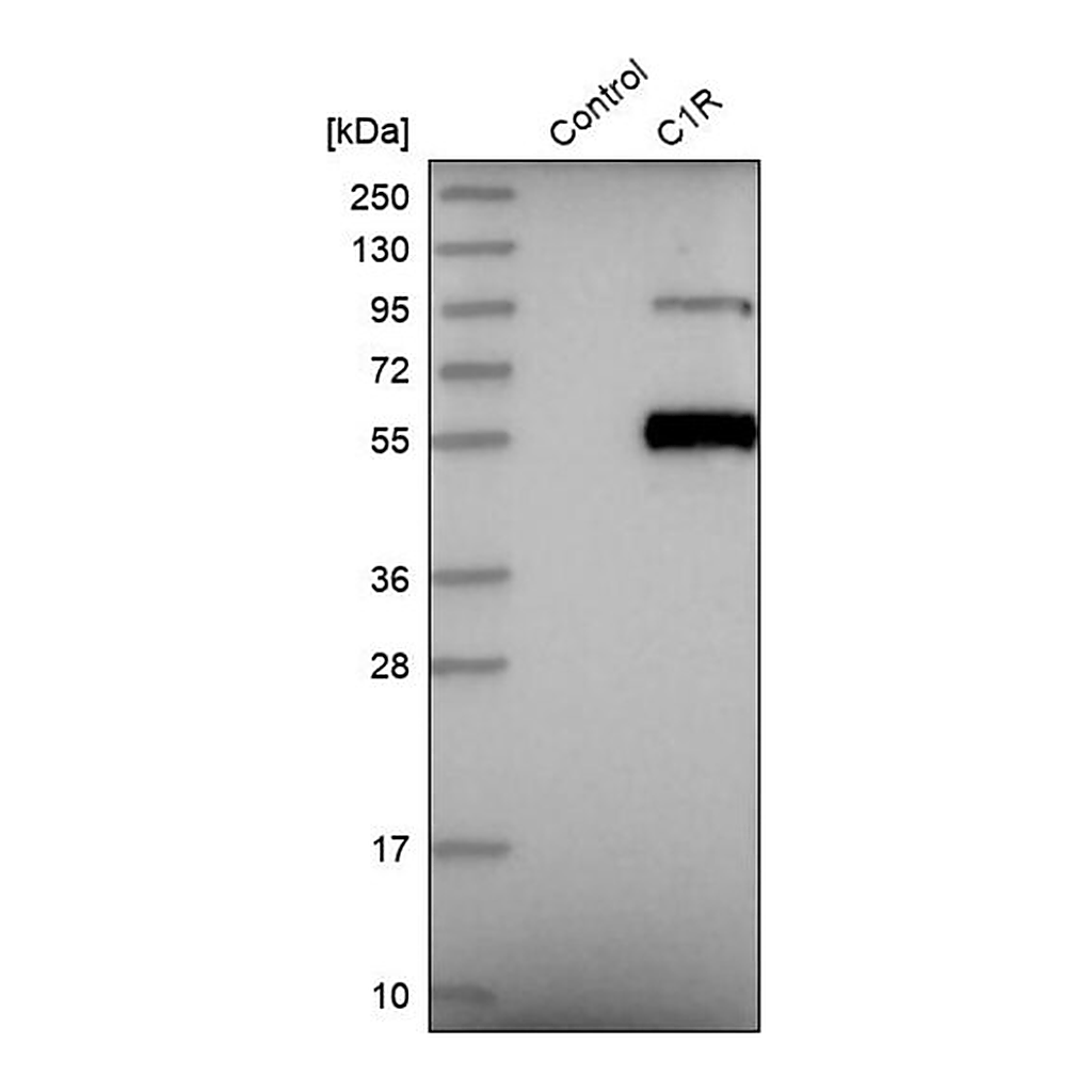 Merck Anti-C1R antibody produced in rabbit