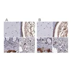 Merck Anti-SERPINA3 antibody produced in rabbit