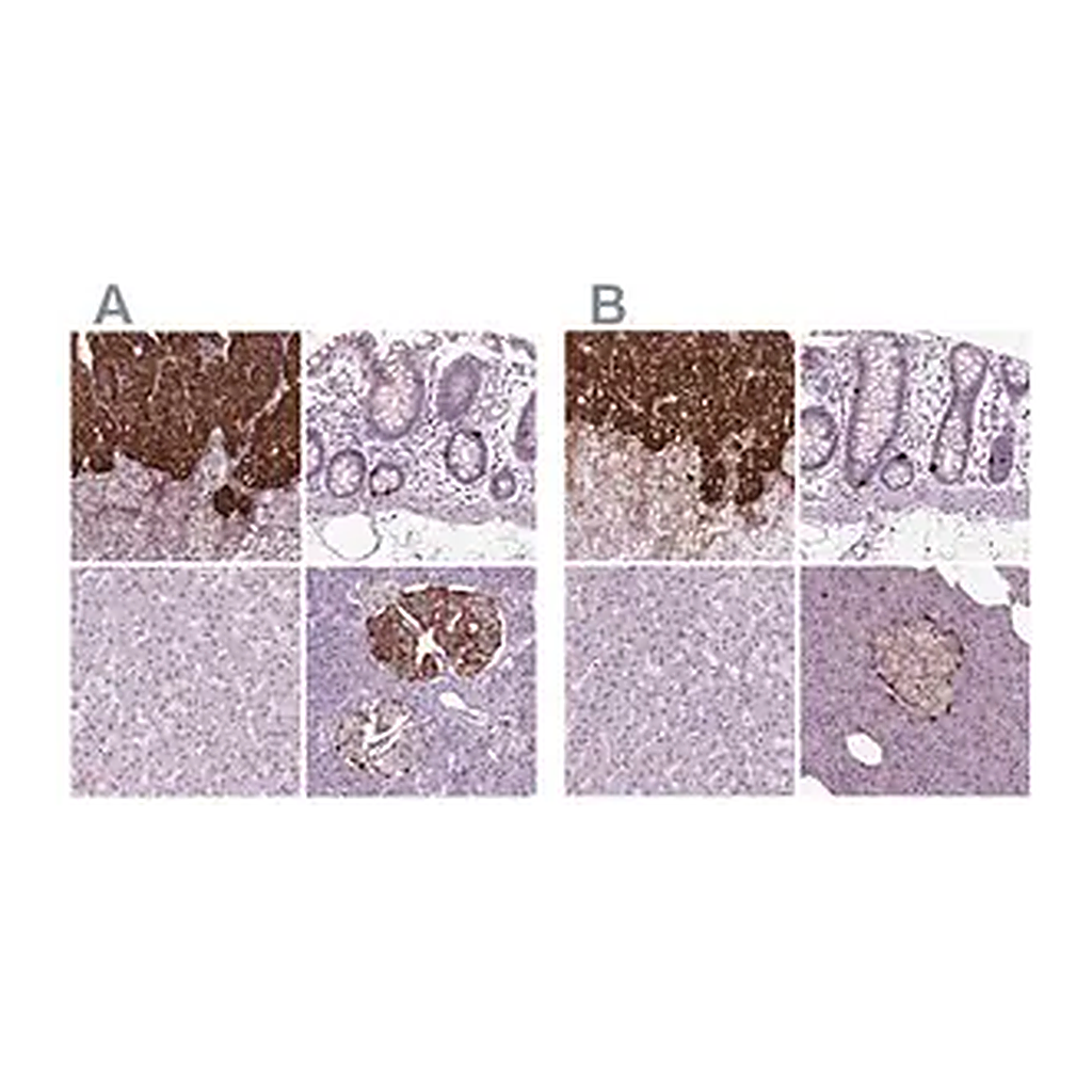 Merck Anti-CHGB antibody produced in rabbit