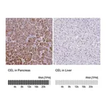Merck Anti-CEL antibody produced in rabbit