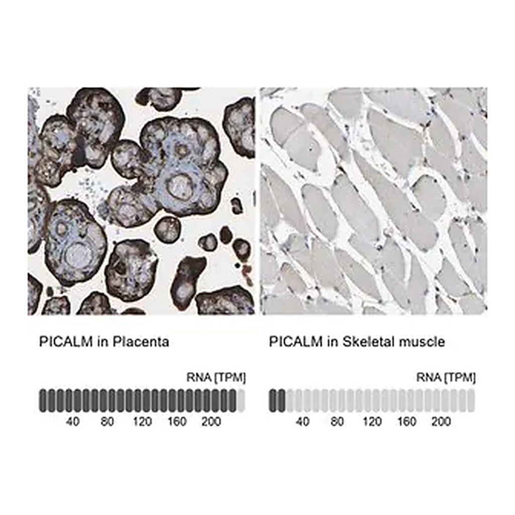 Merck Anti-PICALM antibody produced in rabbit