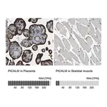 Merck Anti-PICALM antibody produced in rabbit