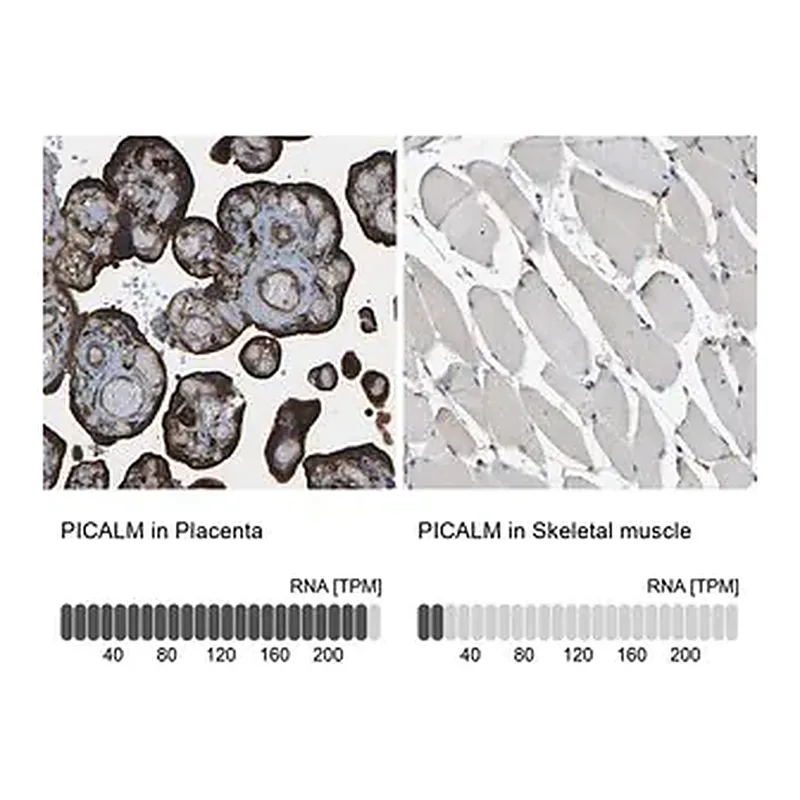 Merck Anti-PICALM antibody produced in rabbit